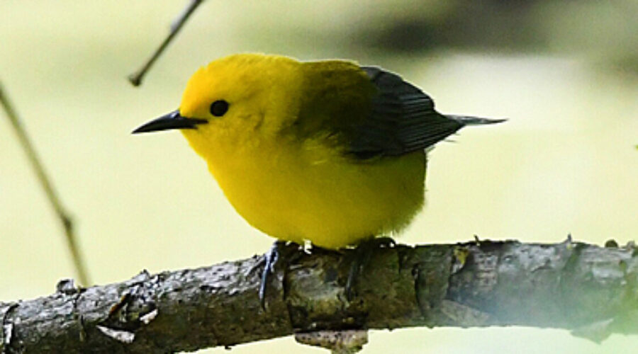 Prothonotary Warbler