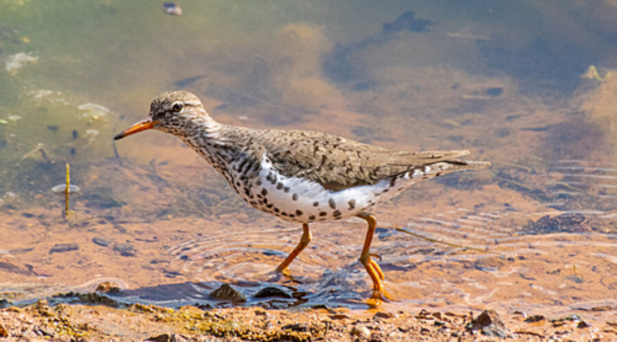 Spotted Sandpiper