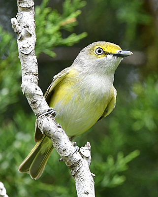 White-eyed Vireo perched on branch