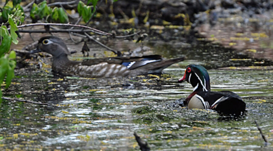 Wood Ducks