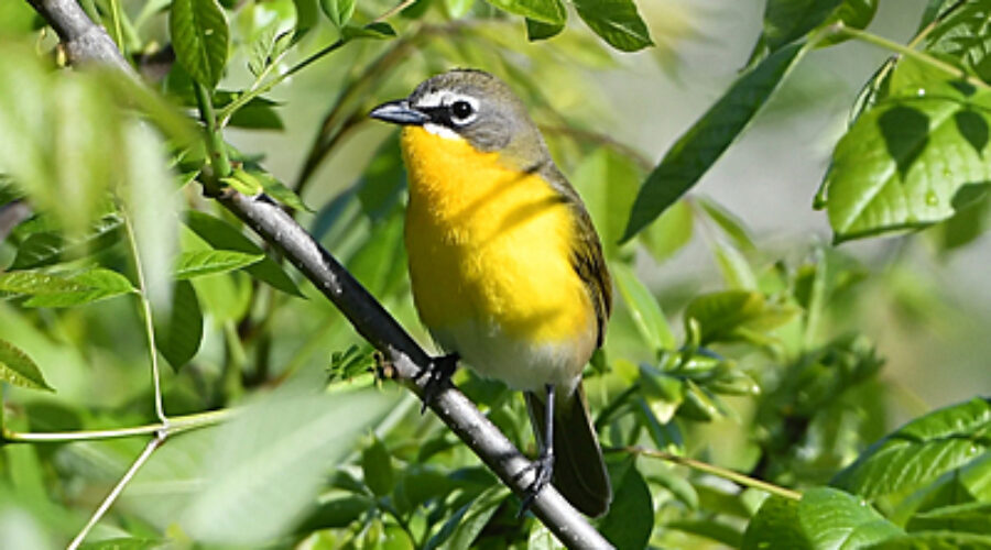Yellow-breasted Chat