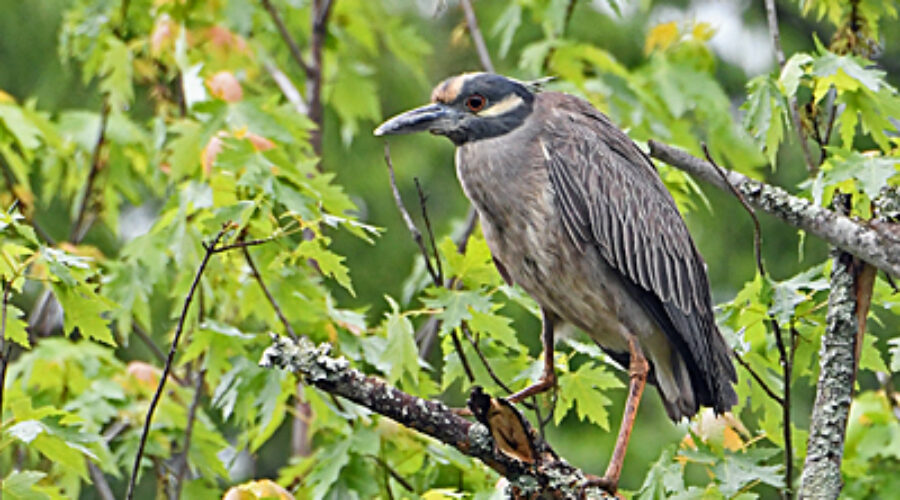 Yellow-crowned Night-heron