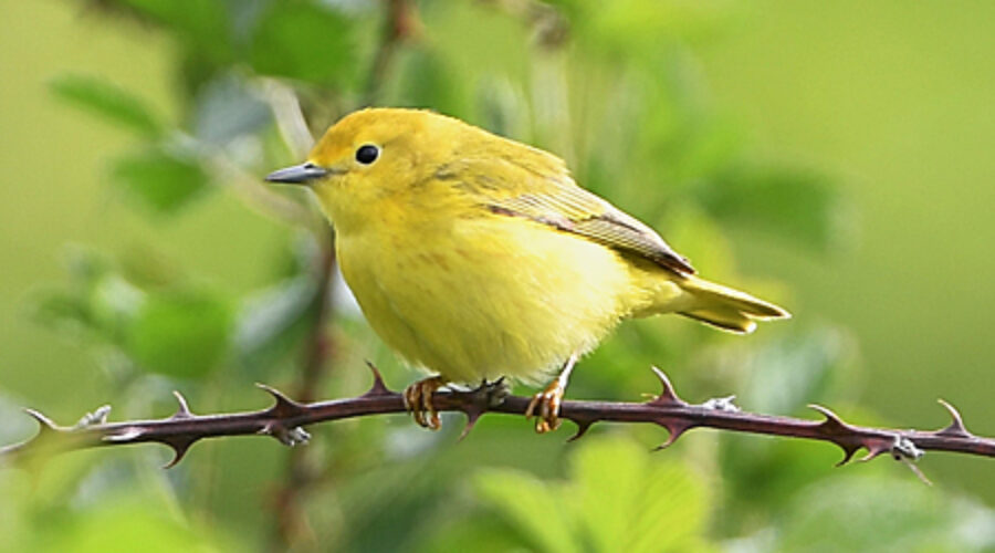 Yellow Warbler