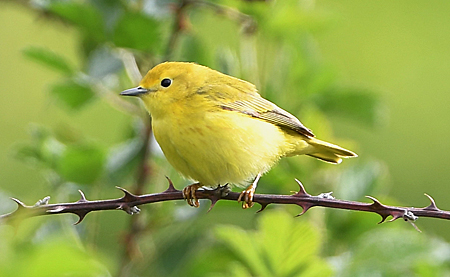 Yellow Warbler