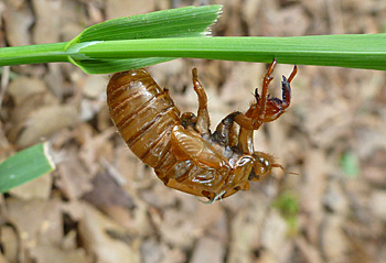 Newly emerged cicada nymph