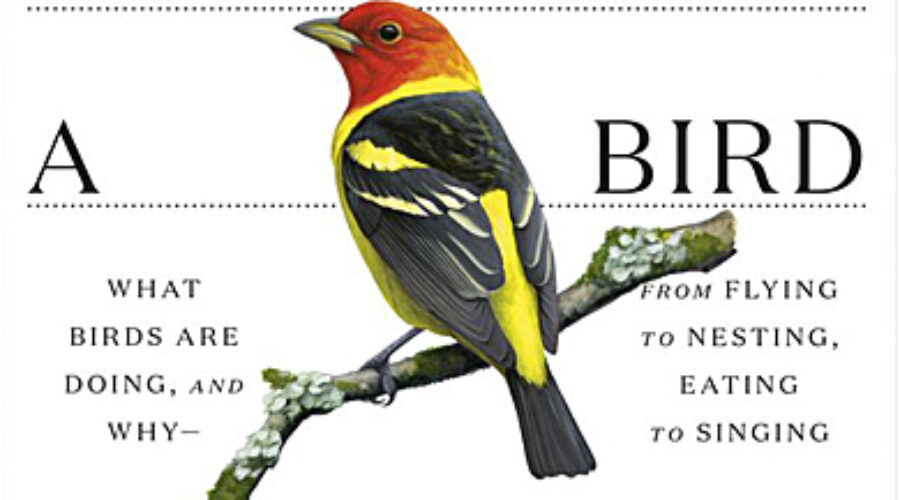 Book Review: What It’s Like to Be a Bird by David Sibley