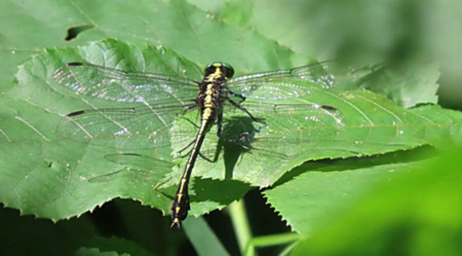 Black-shouldered Spinylegs dragonfly