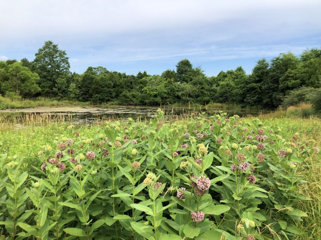 milkweed and pond at Bles Park