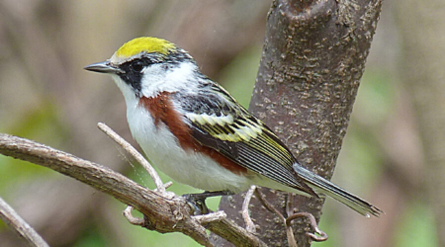 Adult Chestnut-sided Warbler.