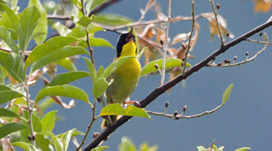 Common Yellowthroat