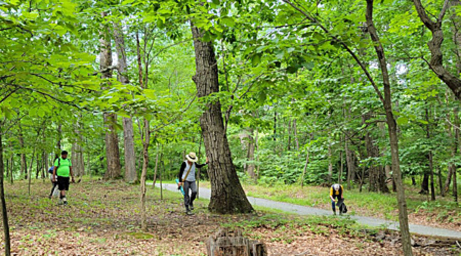 Wandering the woods at Morven Park