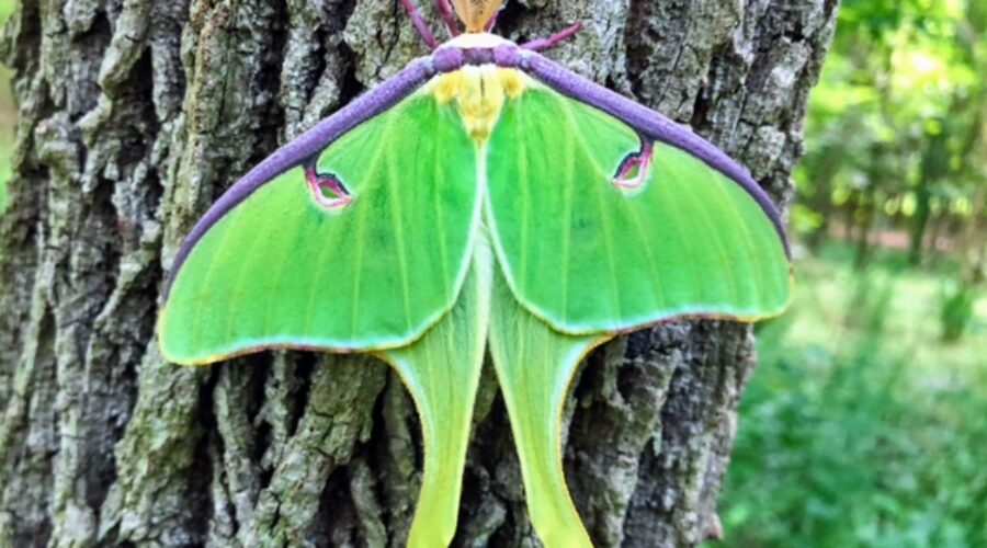 Luna Moth at Bles Park by Lisa Streckfuss