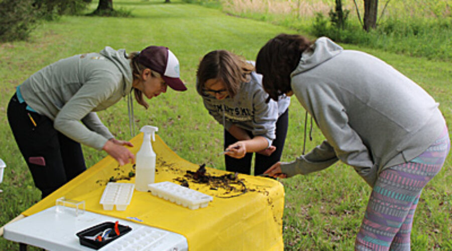 Identifying, and tallying the benthic macros