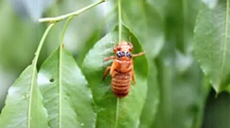 Brood X cicada nymph