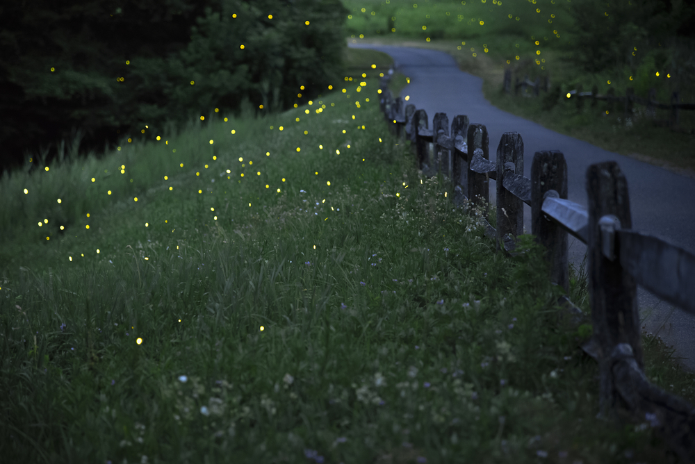 Fireflies lighting up at night