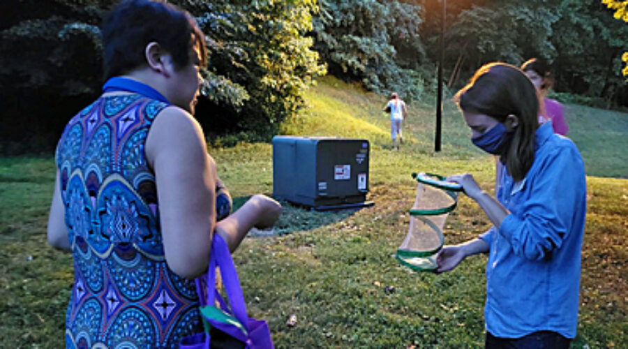 Catching fireflies
