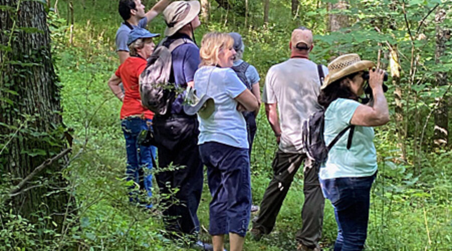 July 2021 Bird Walk at Banshee Reeks