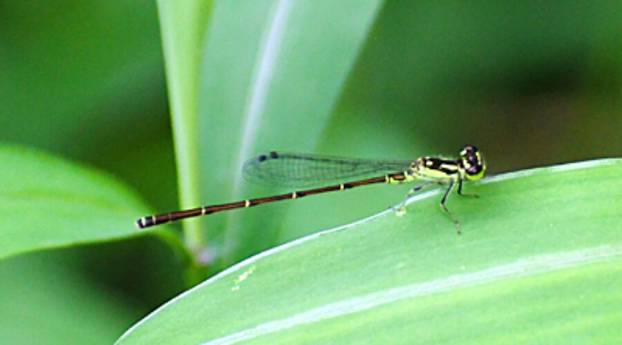Fragile Forktail damselfly