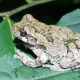 Amphibian Walk Finds More Than Just Frogs