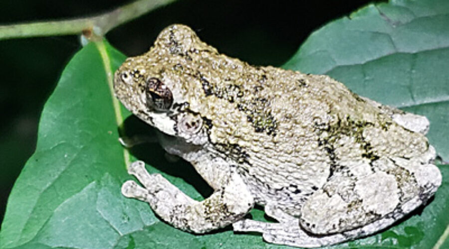 Gray Tree Frog on a leaf
