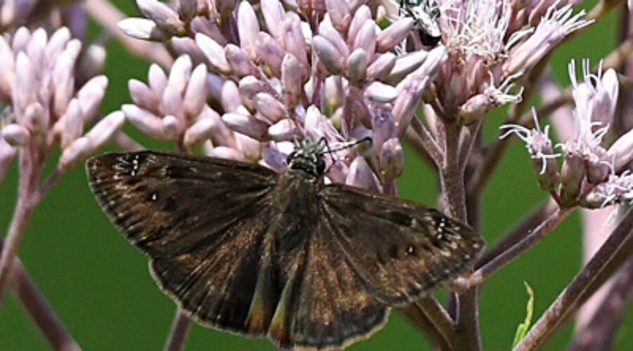 Horace's Duskywing