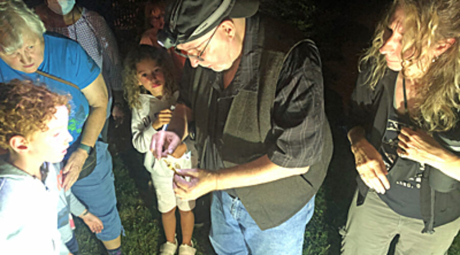 Looking at moths
