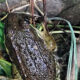 Amphibian Walk at JK Black Oak Finds Two Frog Species