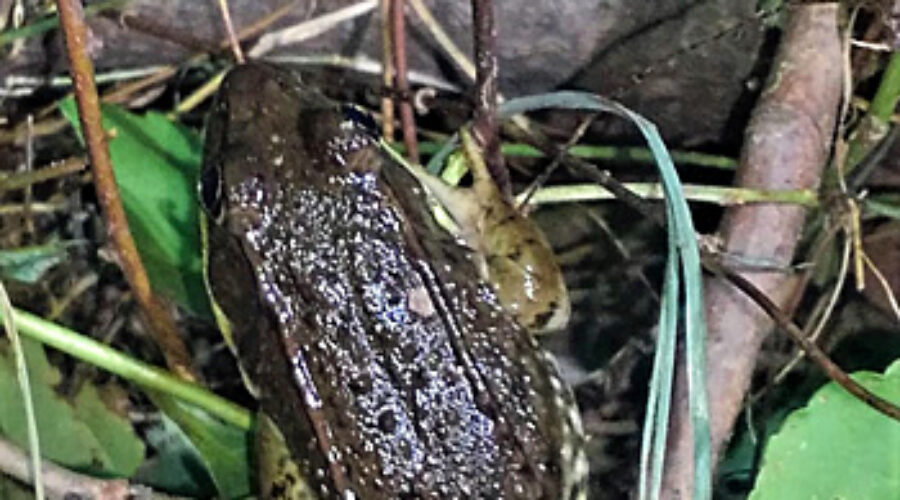 Green Frog
