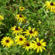 Native Plants for Beginners: September 9 at the Native Plant Sale