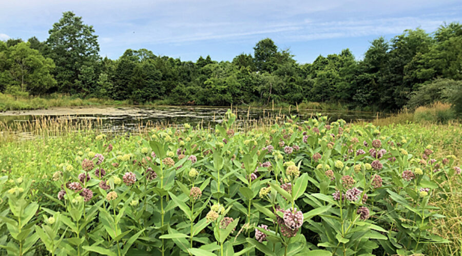 pond at Bles Park