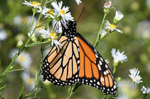 Monarch butterfly