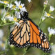 Fall Butterfly Walk at Murray Hill