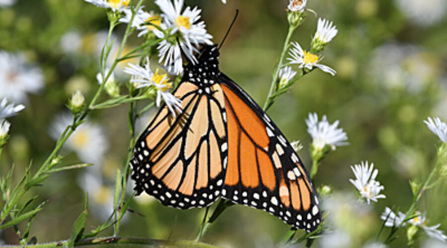 Monarch butterfly on Aster