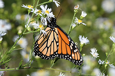 Monarch butterfly on Aster