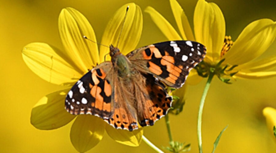 Painted Lady butterfly