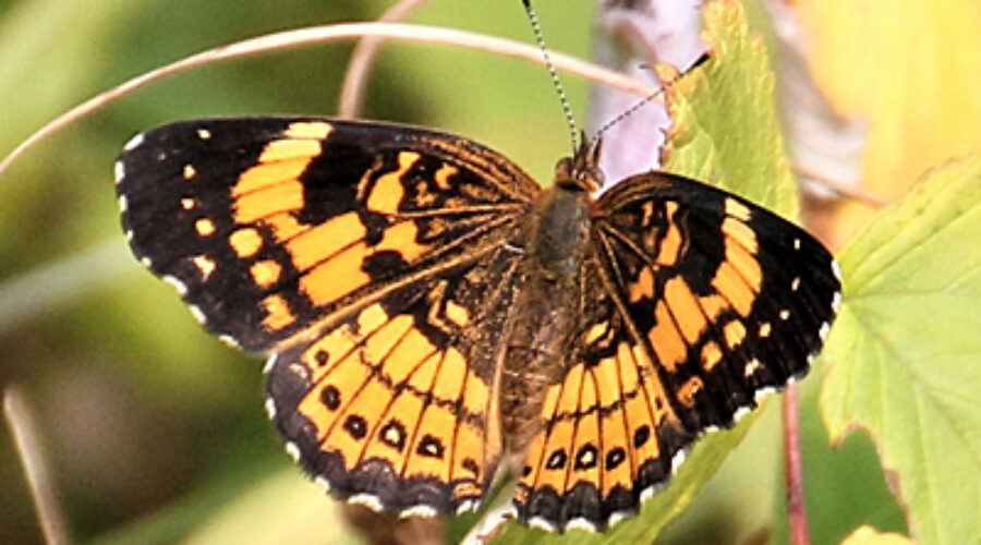 Silvery Checkerspot butterfly.