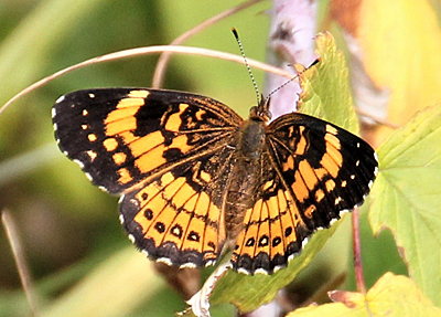 Silvery Checkerspot butterfly.