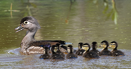 A female Wood Duck and her duckling