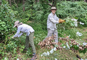 Clearing invasives