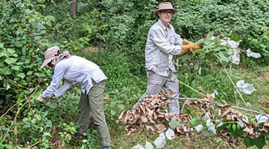 Clearing invasives