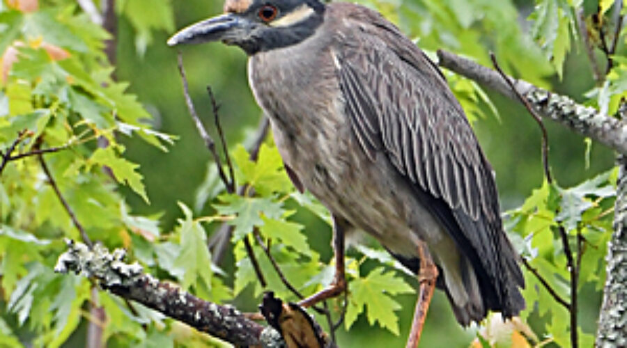 Yellow-crowned Night-heron