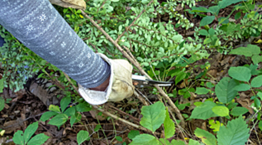 Hand-clearing Japanese Barberry