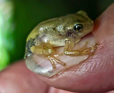 Gray Treefrog froglet on thumbnail