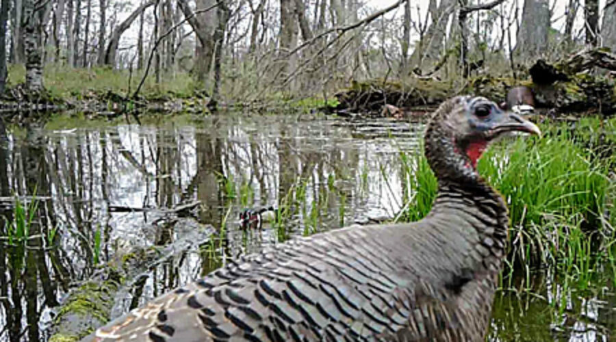 Turkey on trail cam