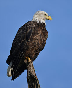 Bald Eagle perched on snag