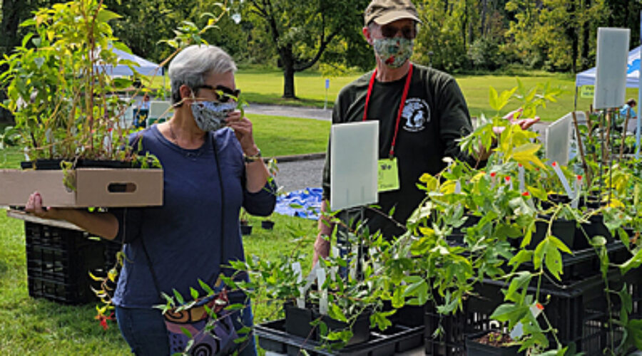 Giving advice on native plants