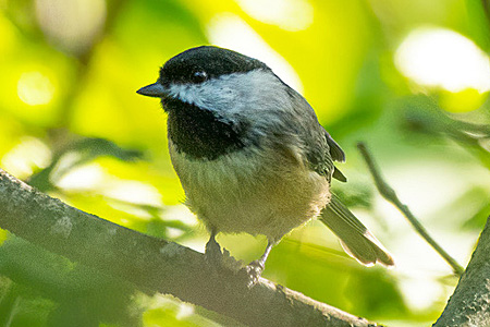 Carolina Chickadee