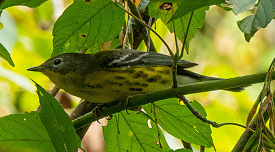 Magnolia Warbler on branch