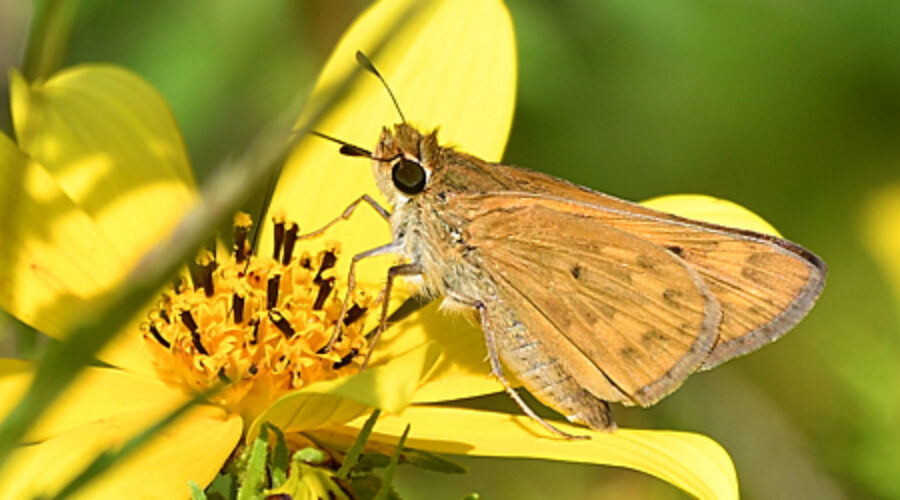 Sachem butterfly