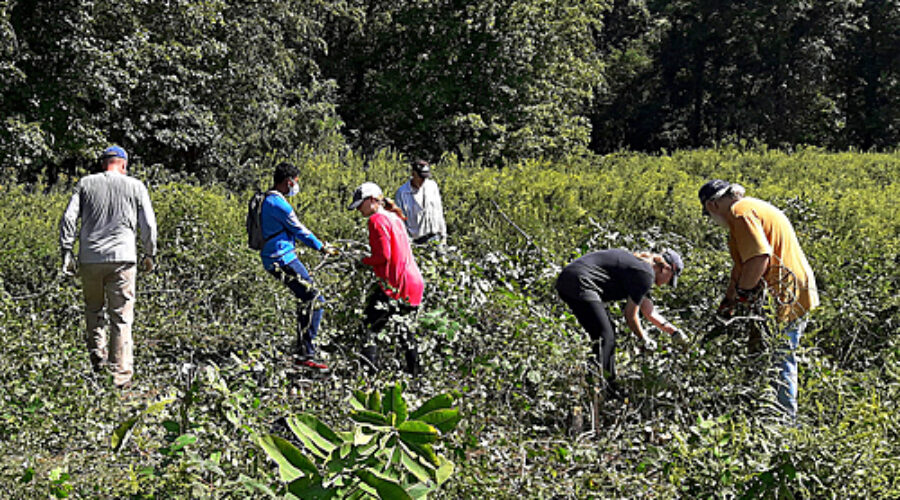 Volunteers work in meadow